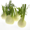 BB - Fennel Loose