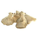 BB - Grey Oyster Mushroom