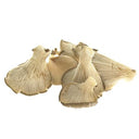 BB - Grey Oyster Mushroom