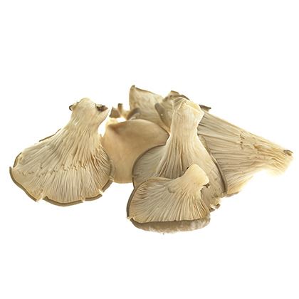 BB - Grey Oyster Mushroom