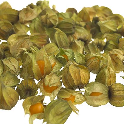 Physalis (Case of 12)