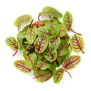 BB - Herb Micro Red Vein Sorrel