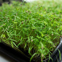 BB - (4 Days) Pre-Order HERB MICRO FENNEL