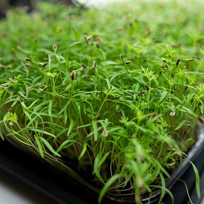 BB - (4 Days) Pre-Order HERB MICRO FENNEL