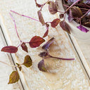 BB - Herb Micro Purple Shisho / Peril