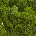 Lollo Bianda/ Batavia Fancy Leaf Lettuce