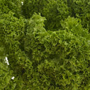 Lollo Bianda/ Batavia Fancy Leaf Lettuce (Case of 12)