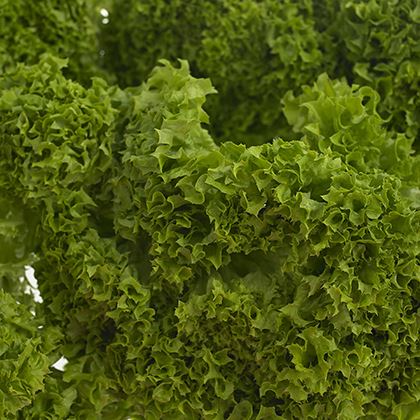 Lollo Bianda/ Batavia Fancy Leaf Lettuce