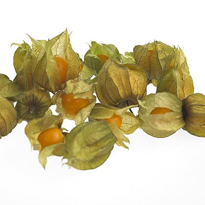 BB - Physalis