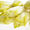 Chicory White (Case of 1)