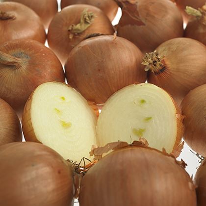 Brown Skin Onion Yellow Flesh Cooking 60-80mm (Case of 1)
