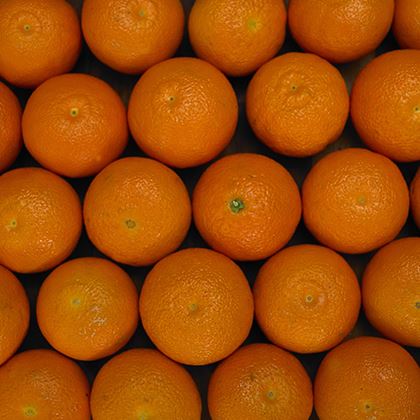Easy Peeler Clementine Satsuma Orange Medium
