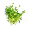 BB - Herb Micro Watercress