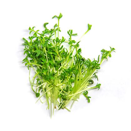 BB - Herb Micro Watercress