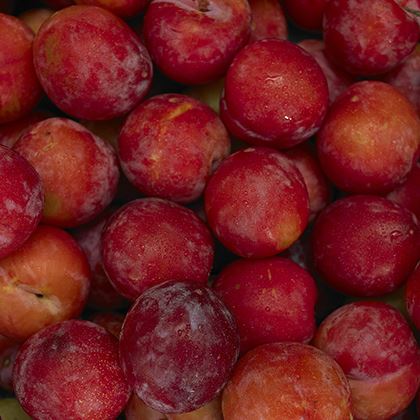 Plum Red (Case of 1)