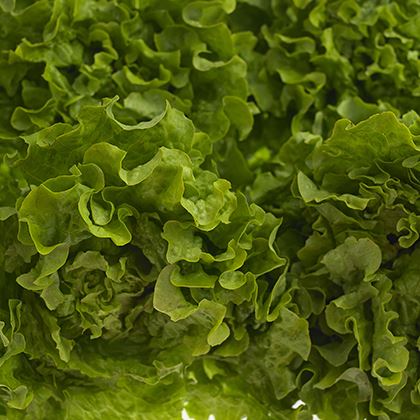 Fancy leaf Lettuce Green Batavia