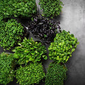 BB - Micro Inspired Leaf Mix