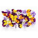 BB - Herb Micro Viola Flowers