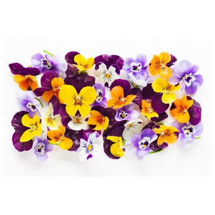 BB - Herb Micro Viola Flowers
