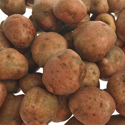 Red Potatoes (Washed) (Case of 1)