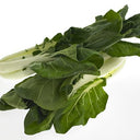 Pak Choi (Case of 1)