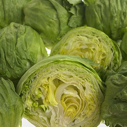 Iceberg Lettuce Vacuum Cooled