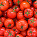 Catering Tomatoes Ungraded (Case of 1)
