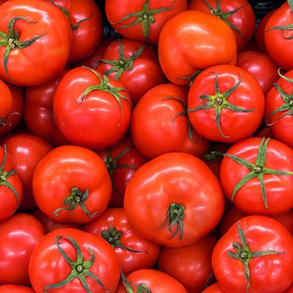 Catering Tomatoes Ungraded (Case of 1)