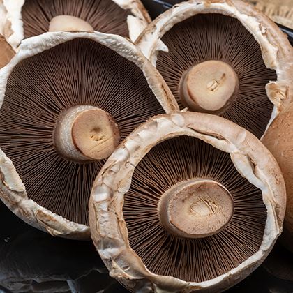 Mushroom Large Cup (Case of 1)