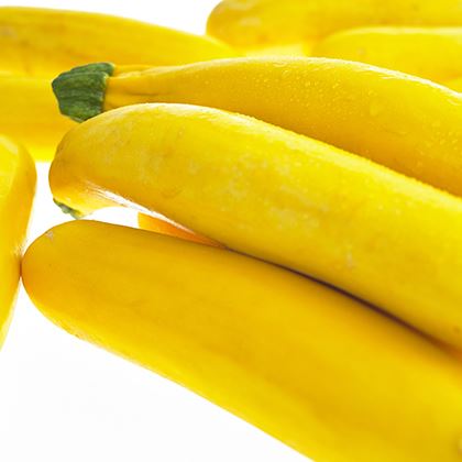 Courgette Yellow (Case of 1)