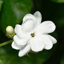 BB - Herb Micro Jasmine flower