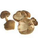 Shitake Mushroom Bale (Case of 2)