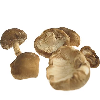 Shitake Mushroom Bale (Case of 2)