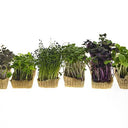 Cress Sakura Mixed (Case of 1)