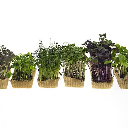 Cress Sakura Mixed (Case of 1)