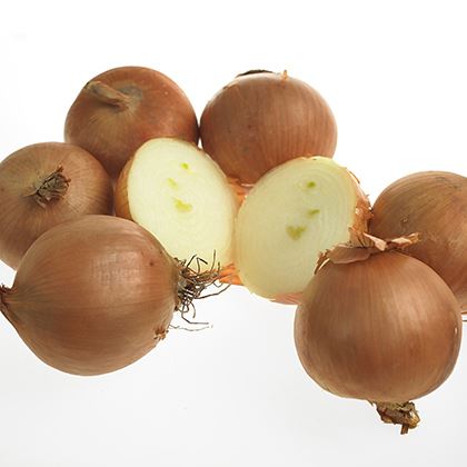 BB - Brown Skin Cooking Onion Yellow   Pre Pack 60Mm +