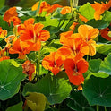 BB - Nasturtium / Shiso Leaf
