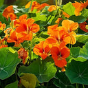 BB - Nasturtium / Shiso Leaf
