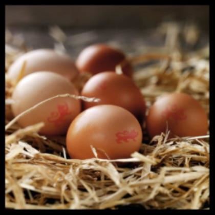 Everyday Favourites Large Fresh Eggs - Limited Shelf Life