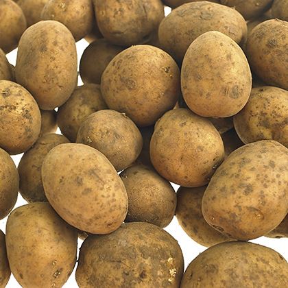 Ware Potatoes (Dirty)