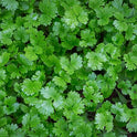 BB - WRTE CORIANDER washed read to eat