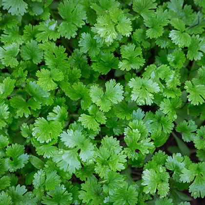 BB - WRTE CORIANDER washed read to eat