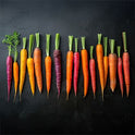 Carrot Mixed Colour French D4
