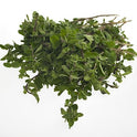 BB - Marjoram