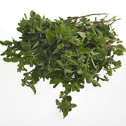 BB - Marjoram