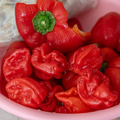 BB - Scotch Bonnet Red Chillies