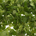 Lambs Lettuce Fancy Leaf