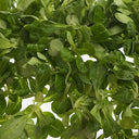 Lambs Lettuce Fancy Leaf (Case of 16)