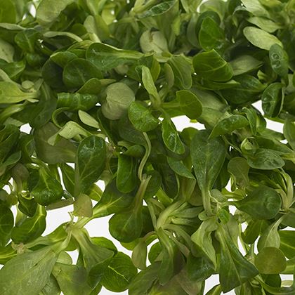 Lambs Lettuce Fancy Leaf