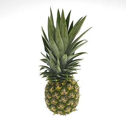 BB - Pineapple Medium